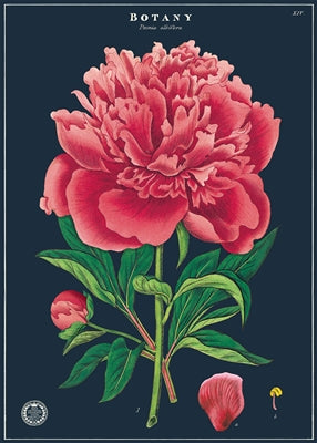 Botany Peony Poster