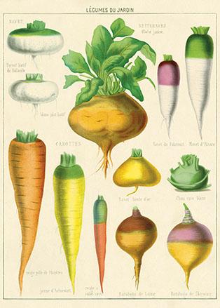 Carrots and Parsnips Poster
