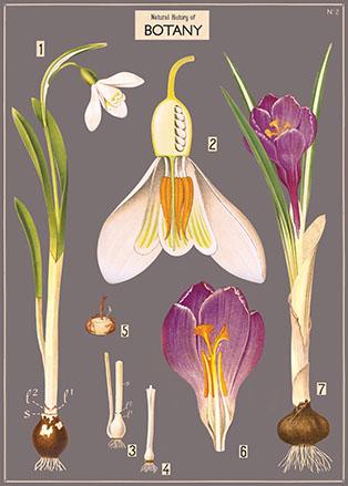 Crocus and Snowdrops Poster