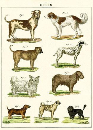 Dog Chart Poster