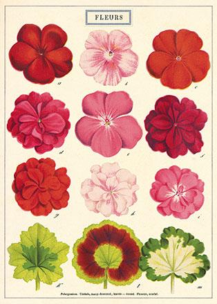 Fleurs Poster