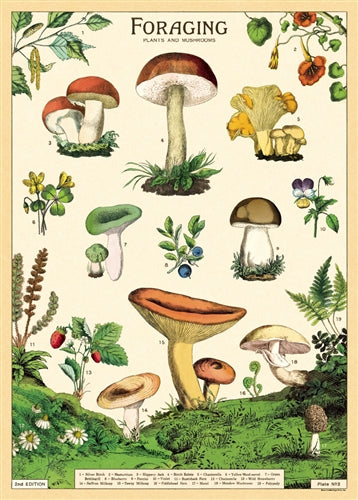 Foraging Plants and Mushrooms Poster