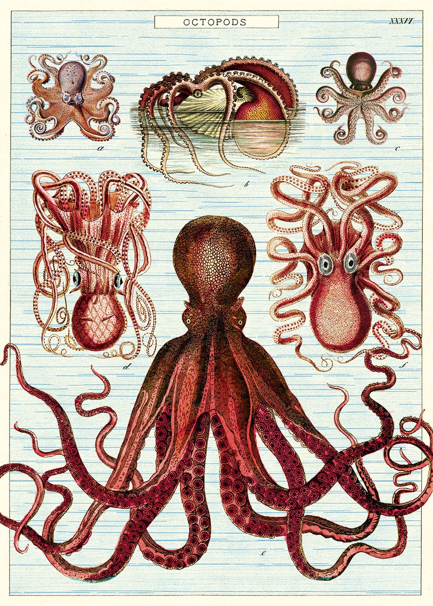 Octopod Poster