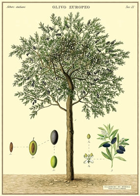 Olive Tree Poster