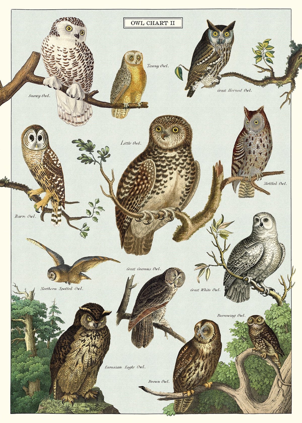 Owl Chart II Poster
