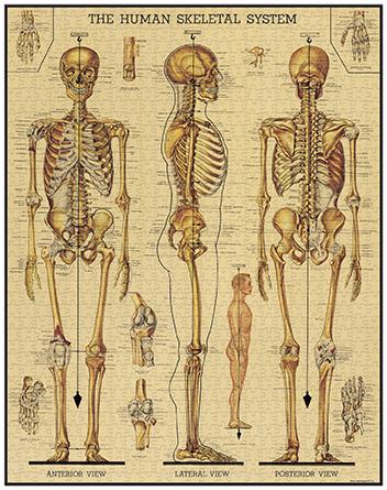 Skeletal System 1000-Piece Puzzle