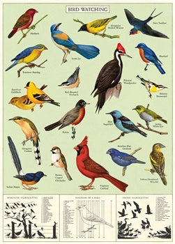 Study of Birds Poster