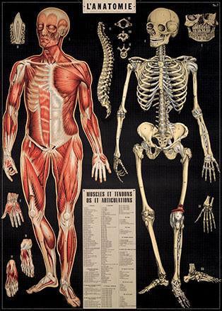L&#39;Anatomie Poster