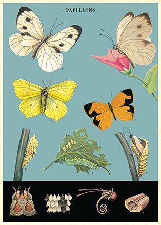 Butterflies and Caterpillars Poster