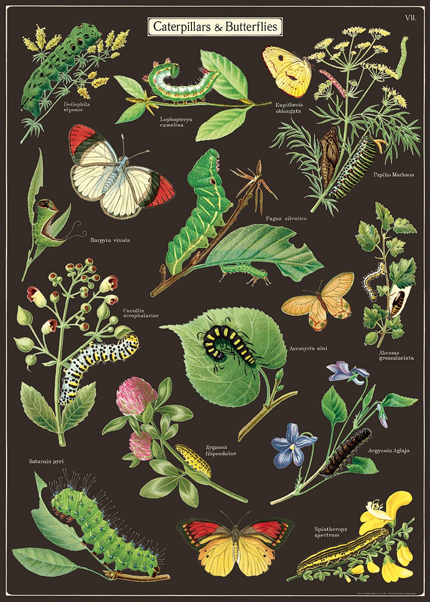 Caterpillars and Butterflies Poster