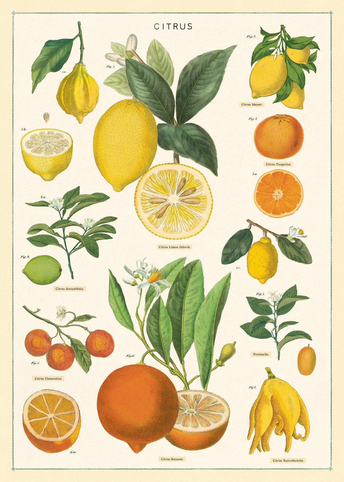 Citrus Poster