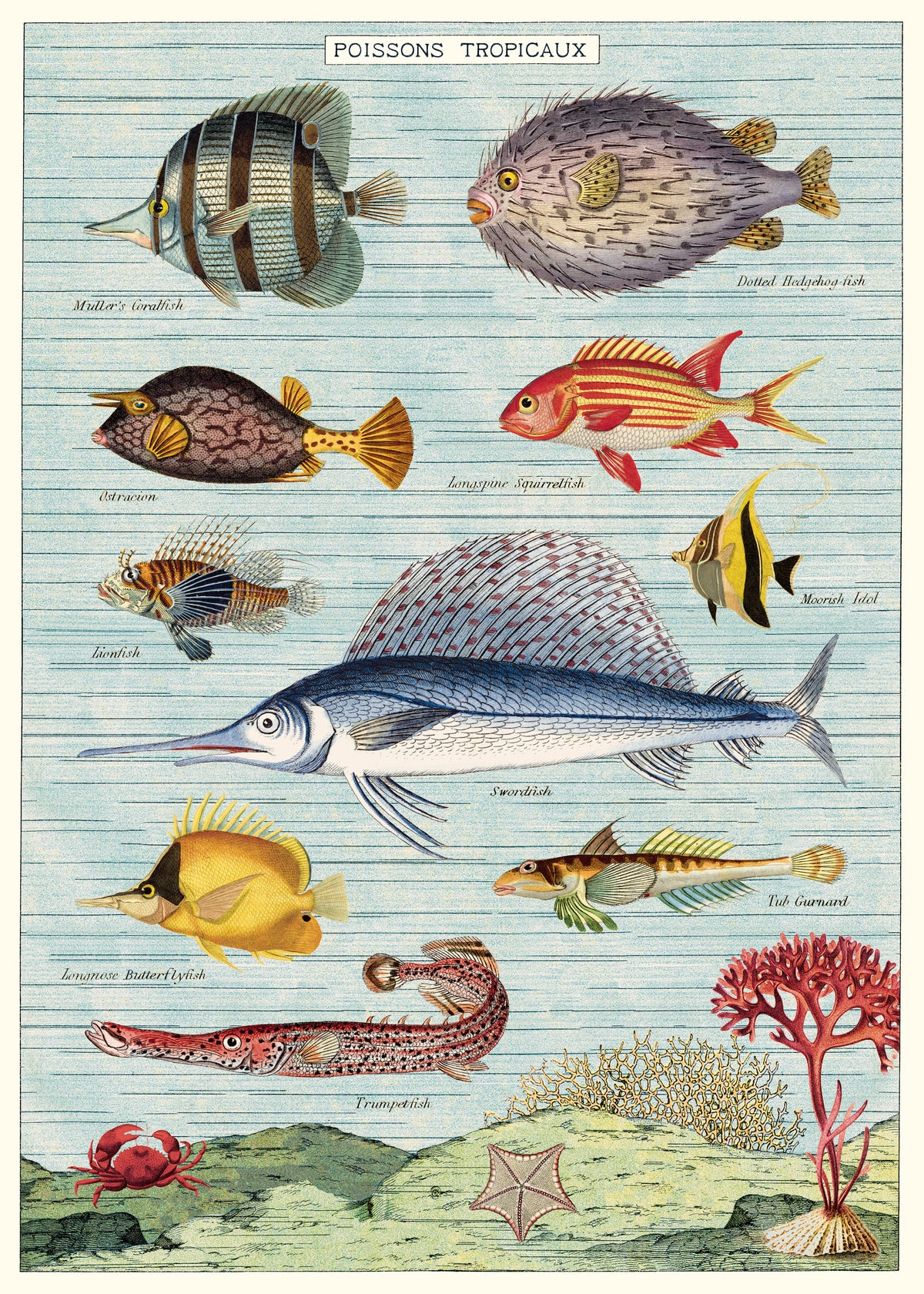 Tropical Fish Poster - Cartolina