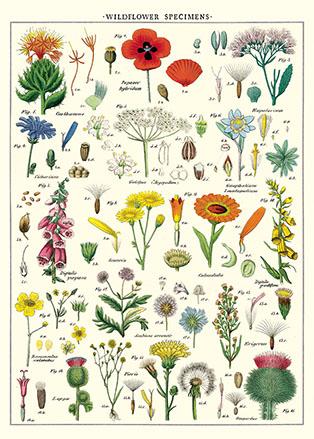 Wildflower Specimens Poster